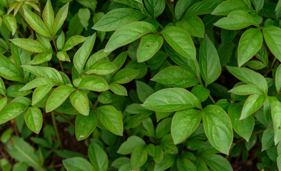 close up of green leaves