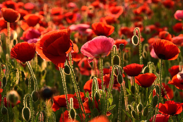 Fototapeta premium ポピー