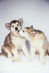 Malamute dog puppies studio white background