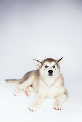 Malamute dog puppy studio white background