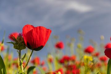 Obraz premium Blooming poppy fields in the spring in the mountains