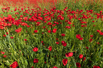 Blooming poppy fields in the spring in the mountains