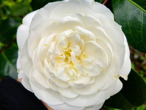 Wei&szlig;e und gelbe ganz ge&ouml;ffnete Bl&uuml;te einer Kamelie in Galicien in Spanien