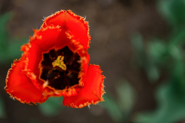 Red tulip, close-up, soft focus, blurry background. Flower bud, top view. Wallpapers, plant backgrounds, free copy space.