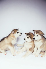 Malamute dog puppies studio white background