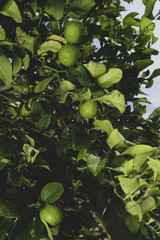 close-up of limes growing on green trees on garden background