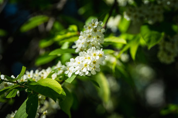 Blooming bird cherry tree in the garden. Selective focus.
