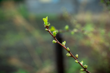 New leaves on apple tree in the garden. Selective focus. 
