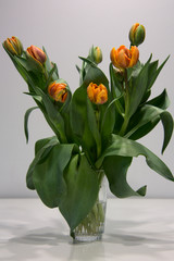 Pomarańczowy Tulipan