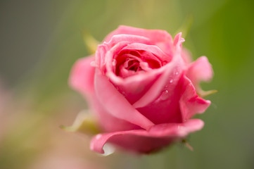 Zarte Rosenblüte in der Natur