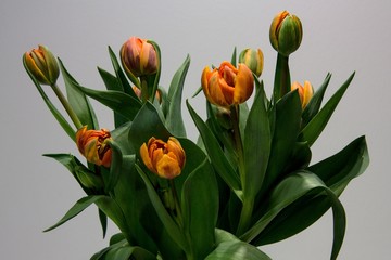 Pomarańczowy Tulipan