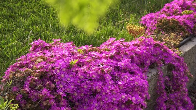 Spring blooms. Bright purple flowers (Lampranthus spectabilis)