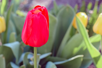 Bud of a Tulip on a beautiful background of macro