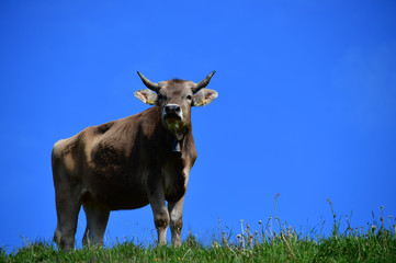 Kuh auf Weide