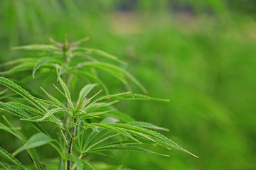 Marijuana Field. Marijuana leaves, cannabis on a green background, beautiful background, oudoor cultivation