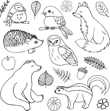 Forest Animals Birds Doodle Autumn Fall Leaves Flowers Cartoon Cute Vector Hand Drawn Illustration Sketch Outline Elements Isolated on White Background