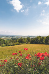 coquelicots dans les monts du lyonnais