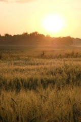 Obraz premium Dawn in a wheat field. Beautiful landscape on sunrise