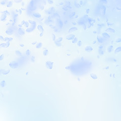 Light blue flower petals falling down. Dramatic ro