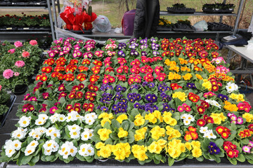 stall with many primroses primula vulgaris  in pots in the flowe