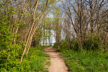 Leśna ścieżka nad jezioro © Mariusz Stoszewski