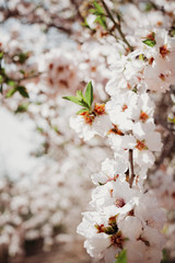 Blooming white almonds on a sunny day. Flowers. Copy space