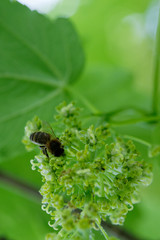 Une abeille butine la fleur de l'érable sycomore.