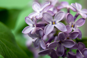 Macro image of spring lilac violet flowers, abstract soft floral background