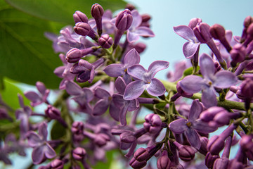 Branch with spring blossoms pink lilac flowers, bright blooming floral background. Close up