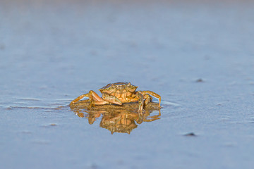 Crab walking on the seashore