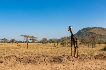 タンザニア・セレンゲティ国立公園で見かけた、草原に佇むマサイキリンと青空