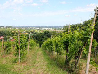 plain and the cultivation of vineyards for wine production