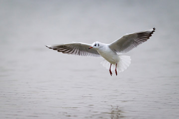 Fototapeta na wymiar Black-headed gull flying over the water