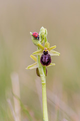 Ladybug climbing on an Early spider orchid