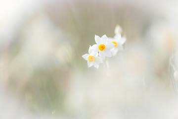 Wild daffodil flowers in South of France © ThePP66