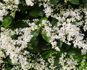 flowers of privet a flowering plant used as a hedge in the garde