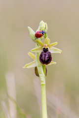 Ladybug climbing on an Early spider orchid