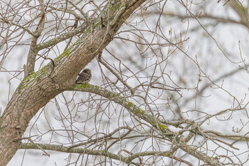 Little owl standing on a branch