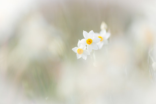 Wild Daffodil Flowers In South Of France