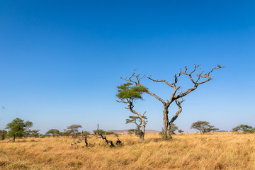 Fototapeta na wymiar タンザニア・セレンゲティ国立公園の草原と快晴の青空