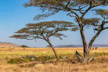 タンザニア・セレンゲティ国立公園で見かけた、青空に映える巨大なアカシアの木と、その周辺に集まるアフリカゾウの群れ