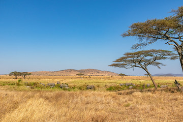 Fototapeta na wymiar タンザニア・セレンゲティ国立公園で見かけた、青空に映える巨大なアカシアの木と、その周辺に集まるアフリカゾウの群れ
