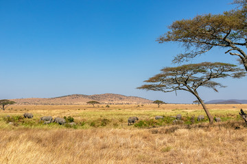Fototapeta na wymiar タンザニア・セレンゲティ国立公園で見かけた、青空に映える巨大なアカシアの木と、その周辺に集まるアフリカゾウの群れ