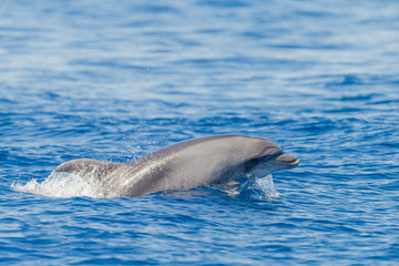 Bottlenose dolphin breaching in the mediterranean sea