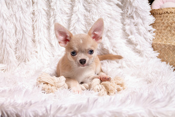 Cute puppy chihuahua dog playing on living room's carpet and looking at camera on white background.