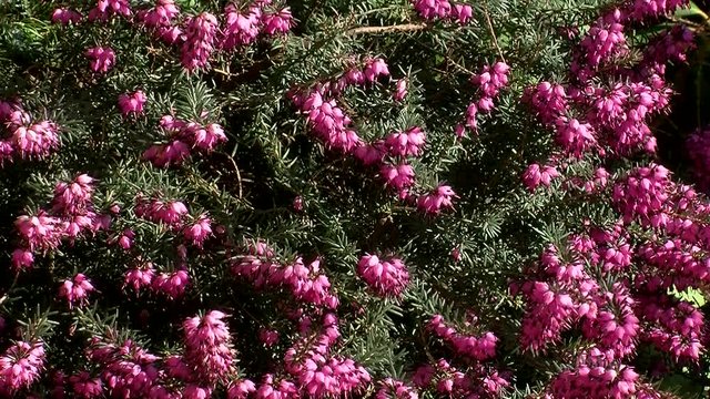 Eriken Images Browse 65 Stock Photos, Vectors, and Video Adobe Stock