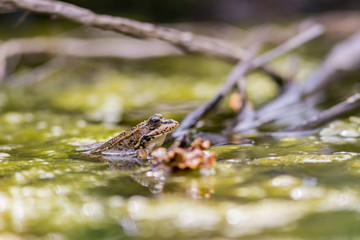 Iberian water frog in a pond in french pyrénées