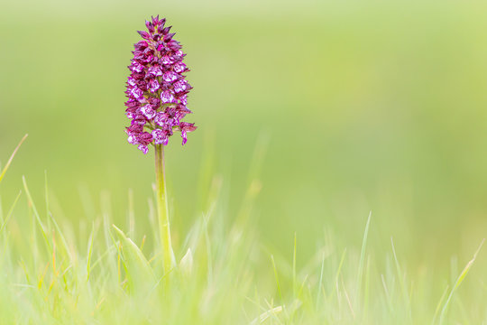 Lady orchid in a meadow in south of France