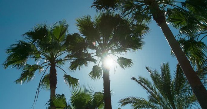 Palm Trees and Sun, filming in Ibiza Sapin, 4K DCI ProRes HQ