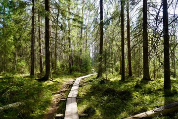 las, podmokły teren, kładki spacerowe w lesie , drzewa 